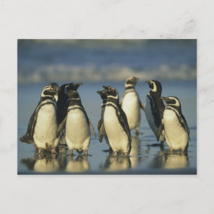 Magellan-Pinguine, Spheniscus Postkarte