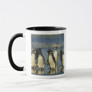Magellan-Pinguine, Spheniscus Tasse