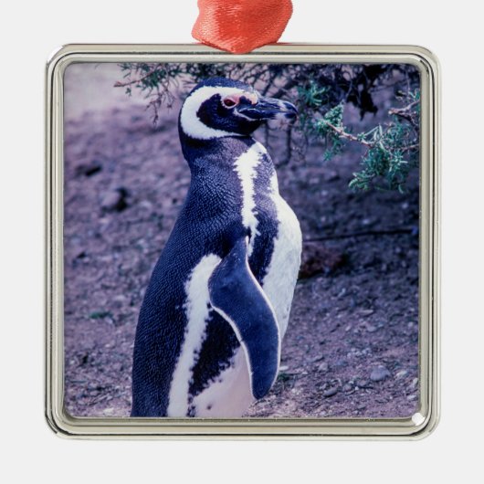 Magellanic Penguin auf der Halbinsel Valdes - Pata Ornament Aus Metall (Vorne)