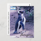 Magellanic Penguin auf der Halbinsel Valdes - Pata Postkarte (Vorne/Hinten)