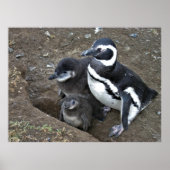 Magellanic Penguin Family Poster (Vorne)