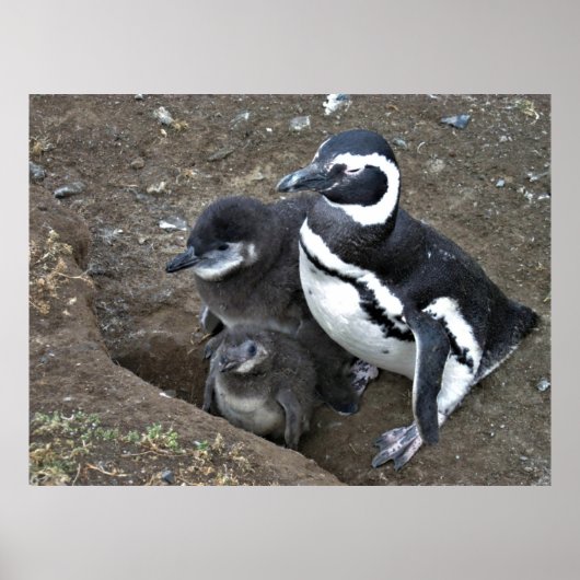 Magellanic Penguin Family Poster (Vorne)