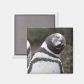 Magellanic Penguin Portrait Magnet (Vorderseite/Rückseite)
