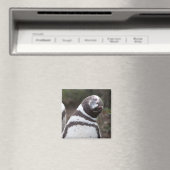Magellanic Penguin Portrait Magnet (In Situ (Geschirrspüler))