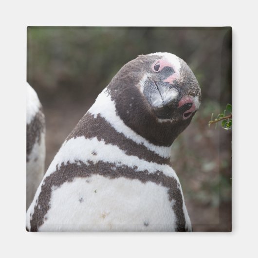 Magellanic Penguin Portrait Magnet (Vorne)