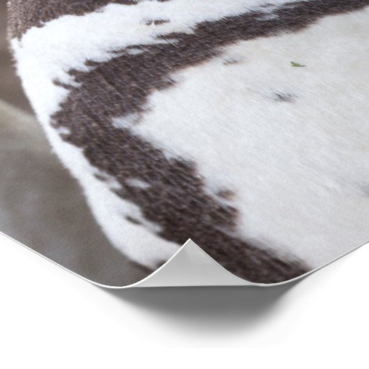 Magellanic Penguin Portrait Poster (Ecke)