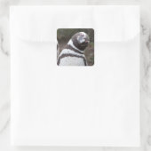 Magellanic Penguin Portrait Quadratischer Aufkleber (Tasche)