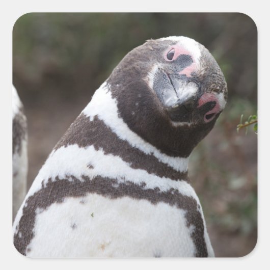 Magellanic Penguin Portrait Quadratischer Aufkleber (Vorderseite)