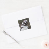 Magellanic Penguin Portrait Quadratischer Aufkleber (Umschlag)