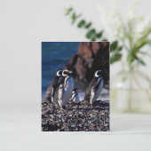 Magellanic Penguin Postkarte (Stehend Vorderseite)