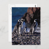 Magellanic Penguin Postkarte (Vorne/Hinten)