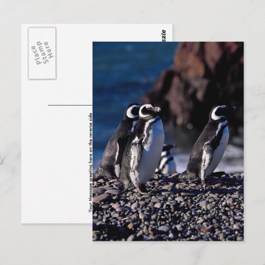 Magellanic Penguin Postkarte (Vorne/Hinten)