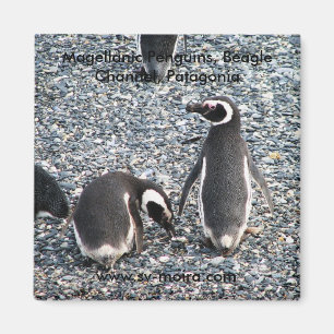 Magellanic Penguins, Beagle-Kanal, Patagonia Magnet