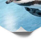 Magellanic Pinguin Foto Print (Ecke)