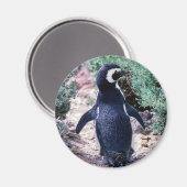 Magellanic Pinguin in Halbinsel Valdes - Argentini Magnet (Vorderseite/Rückseite)