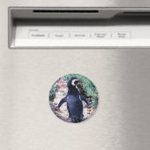 Magellanic Pinguin in Halbinsel Valdes - Argentini Magnet (In Situ (Geschirrspüler))