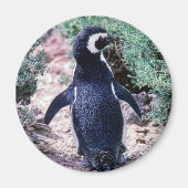 Magellanic Pinguin in Halbinsel Valdes - Argentini Magnet (Vorne)