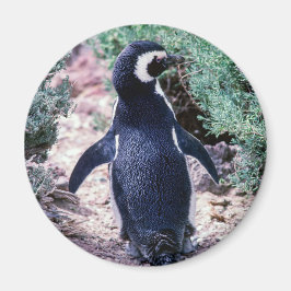 Magellanic Pinguin in Halbinsel Valdes - Argentini Magnet