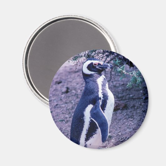 Magellanic Pinguin in Halbinsel Valdes - Argentini Magnet (Vorderseite/Rückseite)