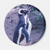 Magellanic Pinguin in Halbinsel Valdes - Argentini Magnet (Vorne)