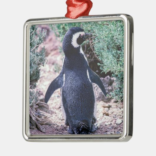 Magellanic Pinguin in Halbinsel Valdes - Argentini Ornament Aus Metall (Links)