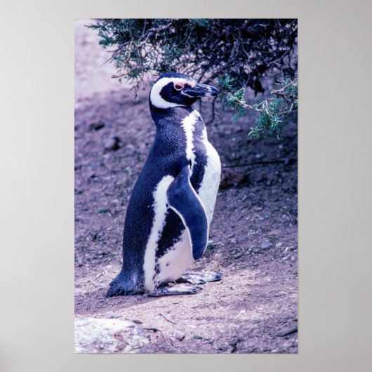 Magellanic Pinguin in Halbinsel Valdes - Argentini Poster (Vorne)