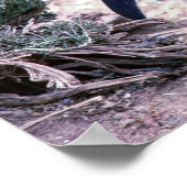 Magellanic Pinguin in Halbinsel Valdes - Argentini Poster (Ecke)