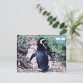Magellanic Pinguin in Halbinsel Valdes - Argentini Postkarte (Stehend Vorderseite)