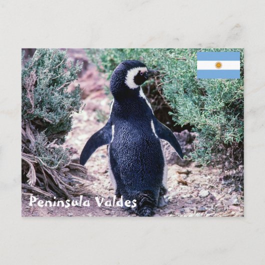 Magellanic Pinguin in Halbinsel Valdes - Argentini Postkarte (Vorderseite)