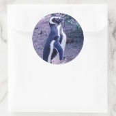 Magellanic Pinguin in Halbinsel Valdes - Argentini Runder Aufkleber (Tasche)