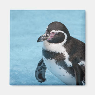 Magellanic Pinguin Magnet