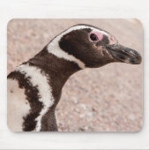 Magellanic Pinguin, Patagonia, Argentinien Mousepad (Vorne)