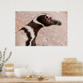 Magellanic Pinguin, Patagonia, Argentinien Poster (Küche)