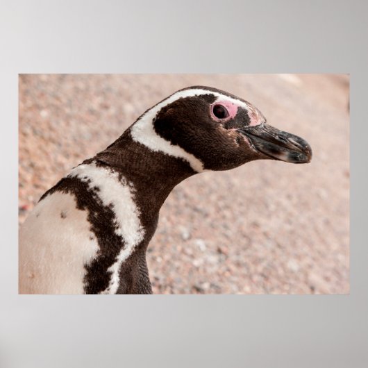 Magellanic Pinguin, Patagonia, Argentinien Poster (Vorne)
