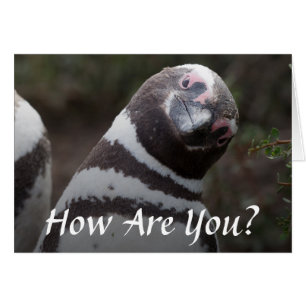 Magellanic Pinguin-Porträt