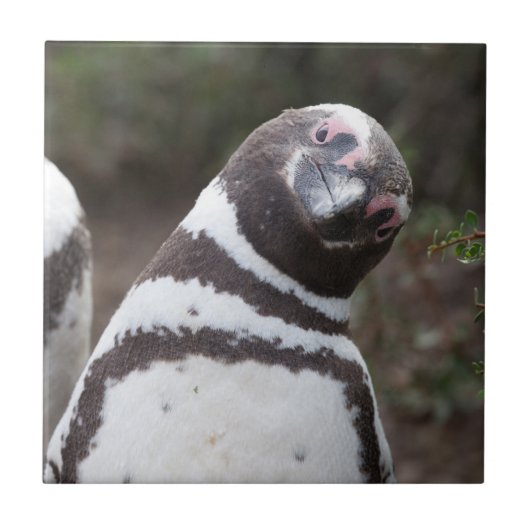 Magellanic Pinguin-Porträt Fliese (Vorderseite)