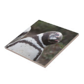 Magellanic Pinguin-Porträt Fliese (Seite)