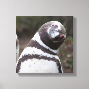Magellanic Pinguin-Porträt Leinwanddruck
