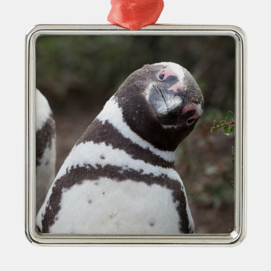 Magellanic Pinguin-Porträt Silbernes Ornament (Vorne)