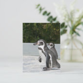 Magellanic Pinguin Postkarte (Stehend Vorderseite)