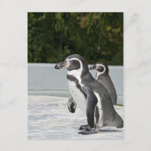Magellanic Pinguin Postkarte
