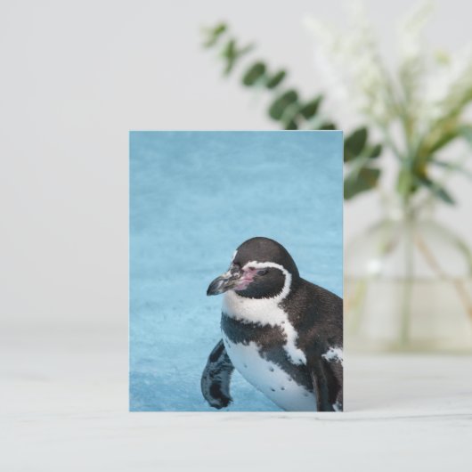 Magellanic Pinguin Postkarte (Stehend Vorderseite)