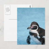 Magellanic Pinguin Postkarte (Vorne/Hinten)