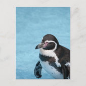 Magellanic Pinguin Postkarte (Vorderseite)
