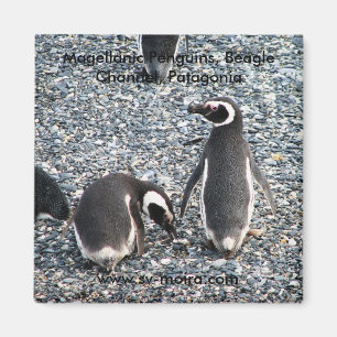 Magellanische Pinguine, Beagle Channel, Patagonien Magnet