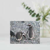Magellanische Pinguine, Beagle Channel, Patagonien Postkarte (Stehend Vorderseite)