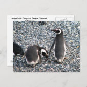Magellanische Pinguine, Beagle Channel, Patagonien Postkarte (Vorne/Hinten)