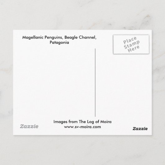 Magellanische Pinguine, Beagle Channel, Patagonien Postkarte (Rückseite)