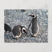 Magellanische Pinguine, Beagle Channel, Patagonien Postkarte (Vorderseite)