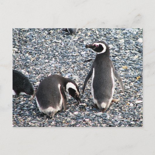 Magellanische Pinguine, Beagle Channel, Patagonien Postkarte (Vorderseite)